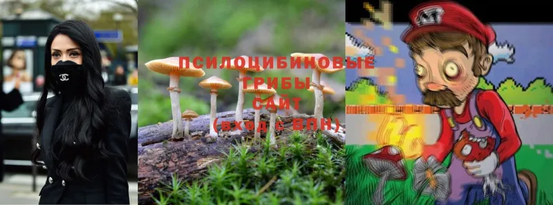 мега tor  купить   Дальнегорск  Псилоцибиновые грибы Psilocybine cubensis 